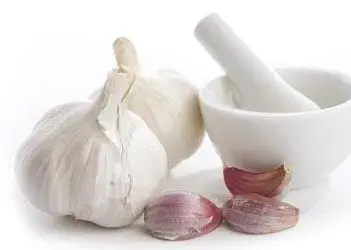 Garlic